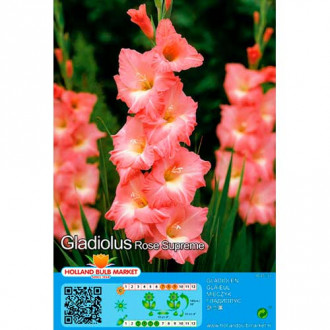 Großblumige Gladiole Rose Supreme Bild 10 Großblumige Gladiole Rose Supreme interface.image 10