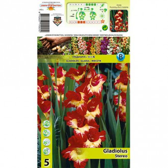 Großblumige Gladiole Stereo Bild 11 Großblumige Gladiole Stereo interface.image 11