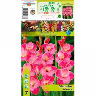 Großblumige Gladiole Sylvana interface.image 6
