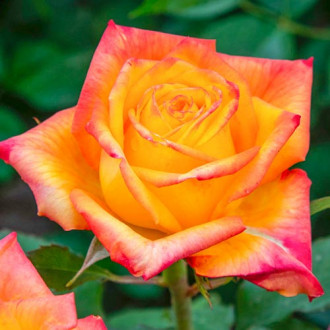 Großblumige Rose Girandola interface.image 2