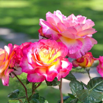 Großblumige Rose Gorgeous interface.image 2