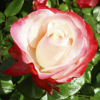 Großblumige Rose Nostalgia Bild 7 Großblumige Rose Nostalgia interface.image 7