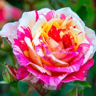 Großblumige Rose Rosita Missoni interface.image 2