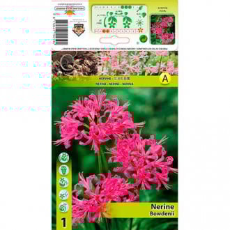 Guernsey-Lilie Pink interface.image 4