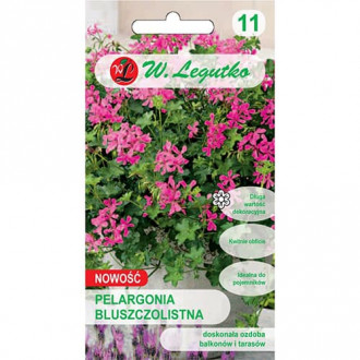 Hängende Geranie Fuchsia F1 Bild 14 Hängende Geranie Fuchsia F1 interface.image 14