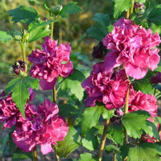 Hibiskus French Cabaret Red Bild 9 Hibiskus French Cabaret Red interface.image 9