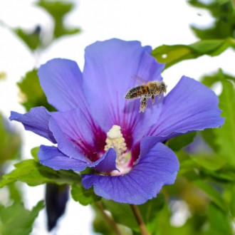 Hibiskus Oiseau Blue, P9 interface.image 2