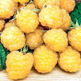 Himbeere Fall Gold interface.image 17