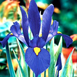 Holländische Iris Blau interface.image 5