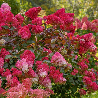 Hydrangea panic. Petite Flori, С2 interface.image 6