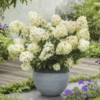 Hydrangea panic. Petite Star, С2 Bild 12 Hydrangea panic. Petite Star, С2 interface.image 12