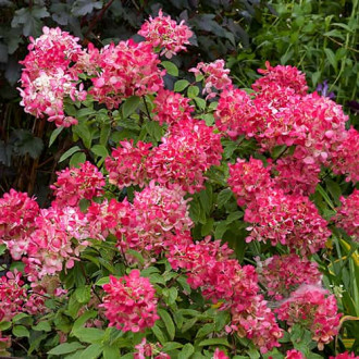 Hydrangea panic.Diamant Rouge Rendia, С2 Bild 15 Hydrangea panic.Diamant Rouge Rendia, С2 interface.image 15