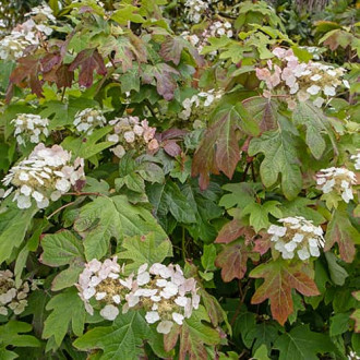 Hydrangea querc. Burgundy, С2 interface.image 1