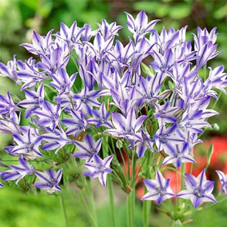 Kalifornische Hyazinthe (Triteleia) Rudy interface.image 1