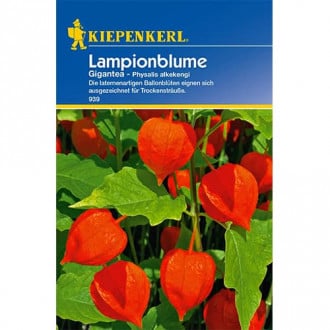 Lampionblume Gigantea Kiepenkerl interface.image 1