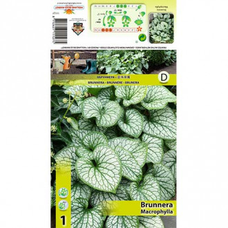 Kaukasus-Vergissmeinnicht (Brunnera) interface.image 3