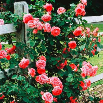 Kletterrose lachsrosa Bild 12 Kletterrose lachsrosa interface.image 12