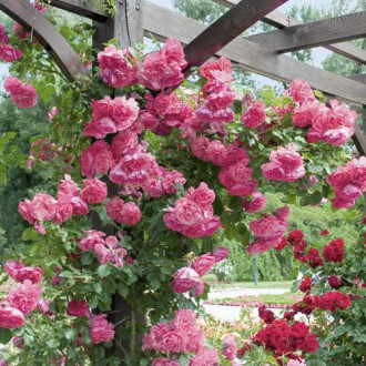 Kletterrose Rosarium Uetersen Bild 9 Kletterrose Rosarium Uetersen interface.image 9