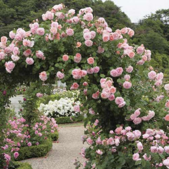 Kletterrose Valeria Bild 11 Kletterrose Valeria interface.image 11