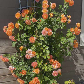 Kletterrose Westerland Bild 12 Kletterrose Westerland interface.image 12