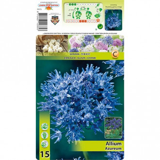 Allium Azureum interface.image 3