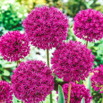 Allium Beau Regard Bild 16 Allium Beau Regard interface.image 16