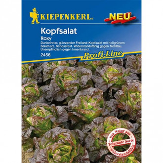 Kopfsalat Roxy Bild 9 Kopfsalat Roxy interface.image 9