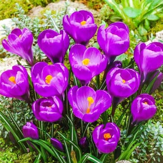 Krokus Flower Record interface.image 4