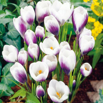 Krokus Prins Claus Bild 18 Krokus Prins Claus interface.image 18