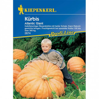 Kürbis Atlantic Giant Kiepenkerl Bild 8 Kürbis Atlantic Giant Kiepenkerl interface.image 8