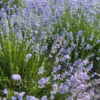 Lavendel Granny's Bouquet, P9 interface.image 4