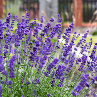 Lavendel Hidcote, P9 interface.image 4