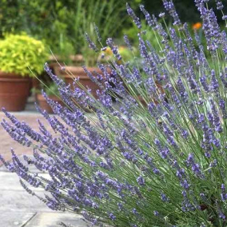 Lavendel Phenomenal, P9 interface.image 5