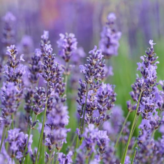 Lavendel Sensational, P9 interface.image 1