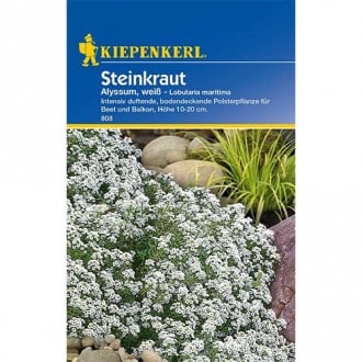 Steinkraut Alyssum weiß interface.image 1