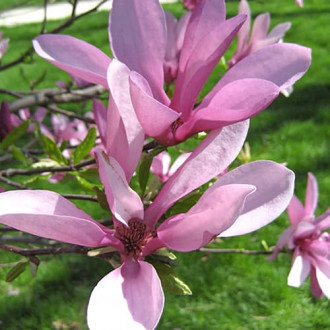 Magnolie Betti interface.image 2