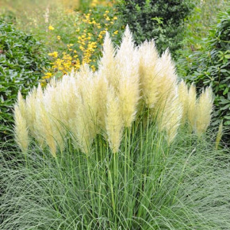 Pampasgras Pumila, P9 Bild 15 Pampasgras Pumila, P9 interface.image 15