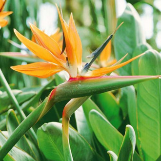 Paradiesvogelblume (Strelitzia) interface.image 1