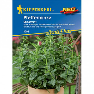 Pfefferminze Mehrjährig Spearmint Kiepenkerl interface.image 1