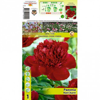 Pfingstrose Red Charm Bild 7 Pfingstrose Red Charm interface.image 7