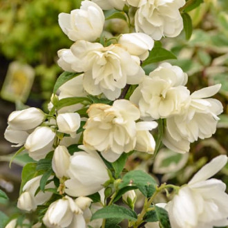 Philadelphus Snowbelle, С2 interface.image 1