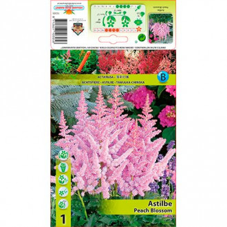 Prachtspiere Peach Blossom interface.image 6