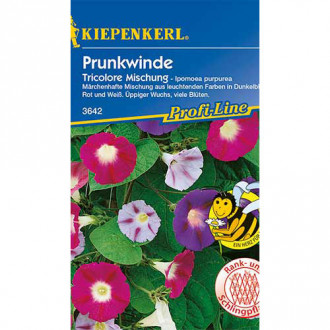 Prunkwinden Violett Tricolor, mix Bild 12 Prunkwinden Violett Tricolor, mix interface.image 12