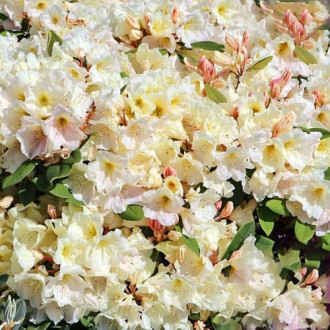 Rhododendron Golden Melody interface.image 5