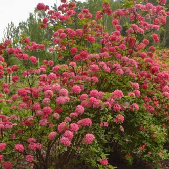 Rhododendron Homebush, С2 Bild 18 Rhododendron Homebush, С2 interface.image 18