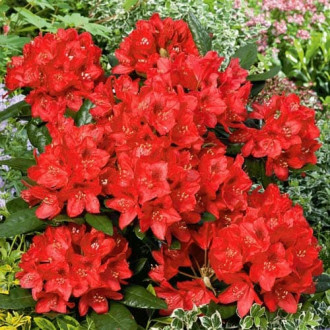 Rhododendron Red Jack interface.image 3