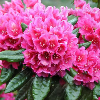 Rhododendron Rodrigo interface.image 6
