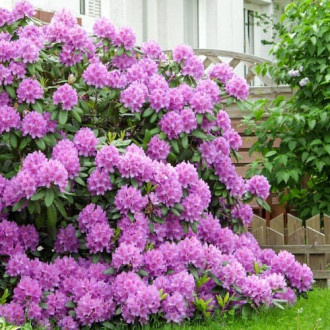 Rhododendron Roseum Elegans interface.image 6