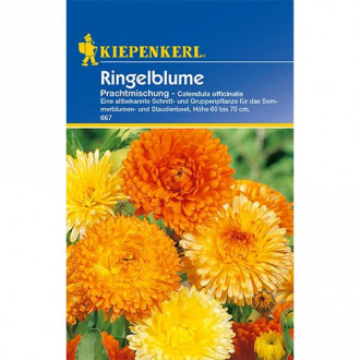 Ringelblume Prachtmischung interface.image 1