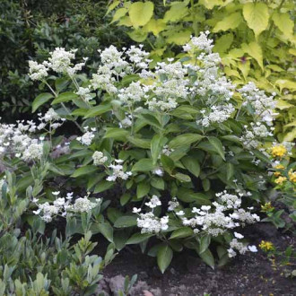 Rispenhortensie Prim White ® PBR, C3 Bild 11 Rispenhortensie Prim White ® PBR, C3 interface.image 11